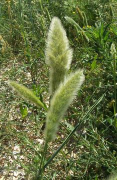 Image de Polypogon de Montpellier