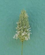 Image of shortspike canarygrass