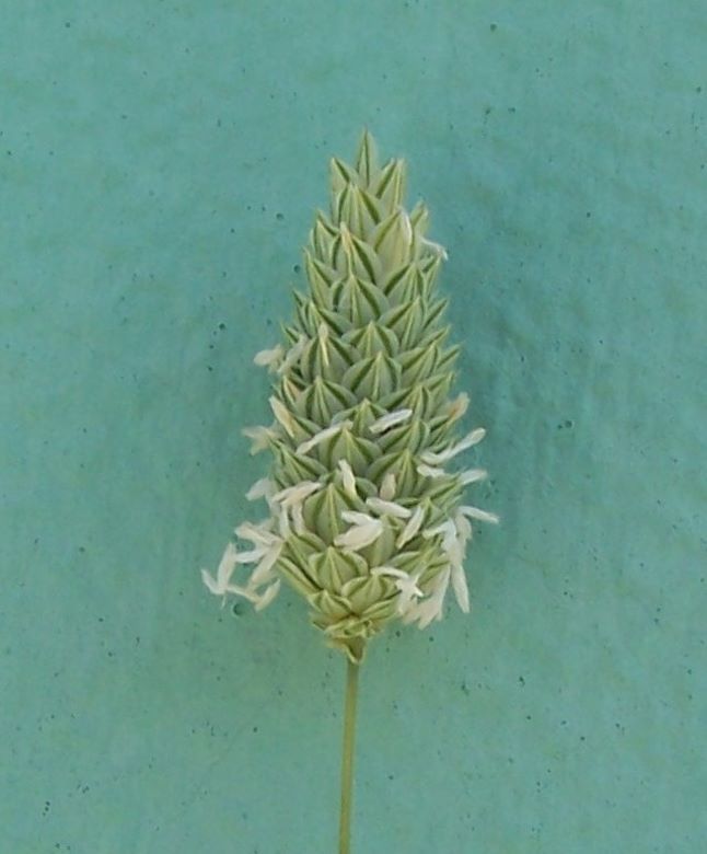 Image of shortspike canarygrass