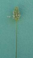 Image of shortspike canarygrass