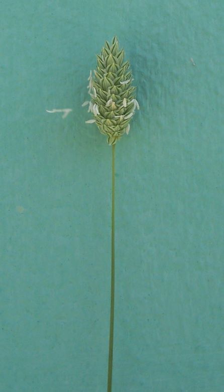 Image of shortspike canarygrass