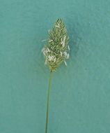 Imagem de Phalaris brachystachys Link