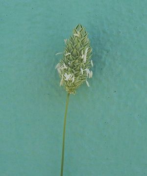 Imagem de Phalaris brachystachys Link