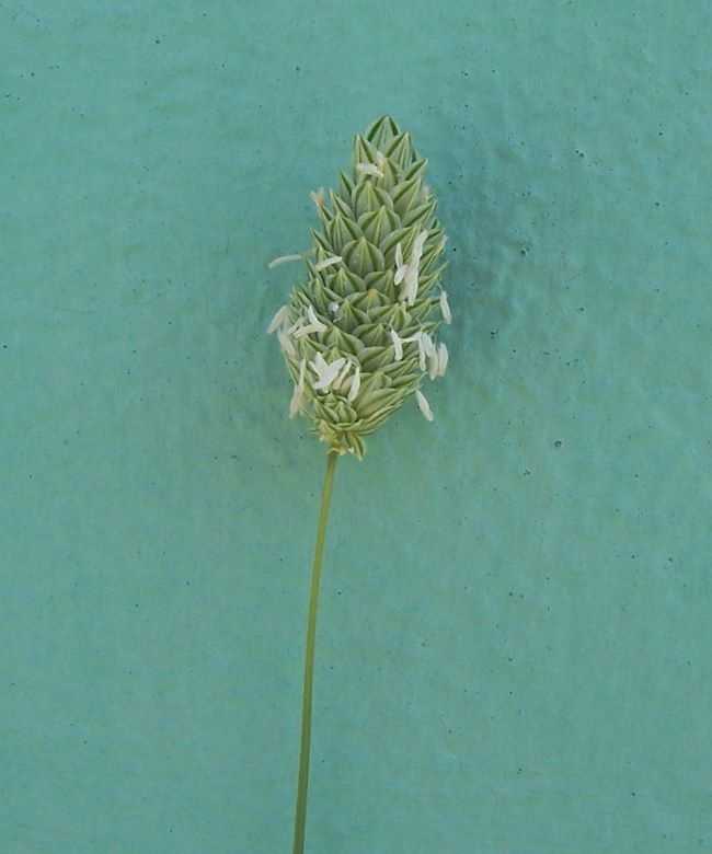 Image of shortspike canarygrass