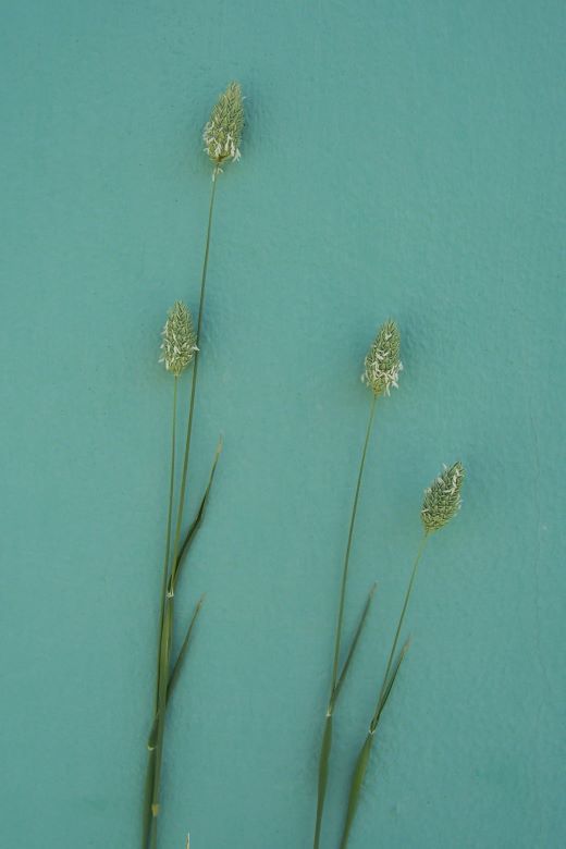 Imagem de Phalaris brachystachys Link