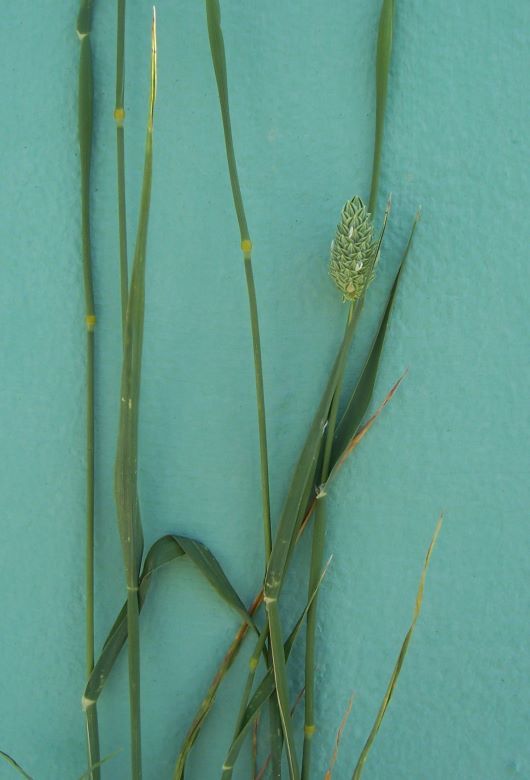 Imagem de Phalaris brachystachys Link