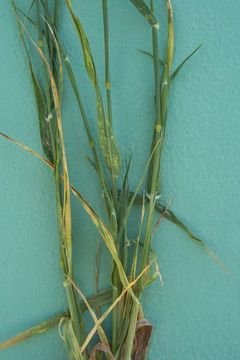 Image of shortspike canarygrass