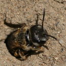 Image of Furrow Bees