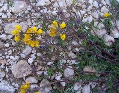 Image of Horseshoe-vetch