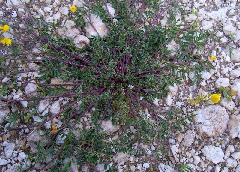 Image of Horseshoe-vetch