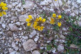 Imagem de Hippocrepis comosa L.