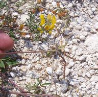 Image of Horseshoe-vetch