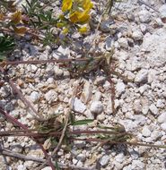 Image of Horseshoe-vetch