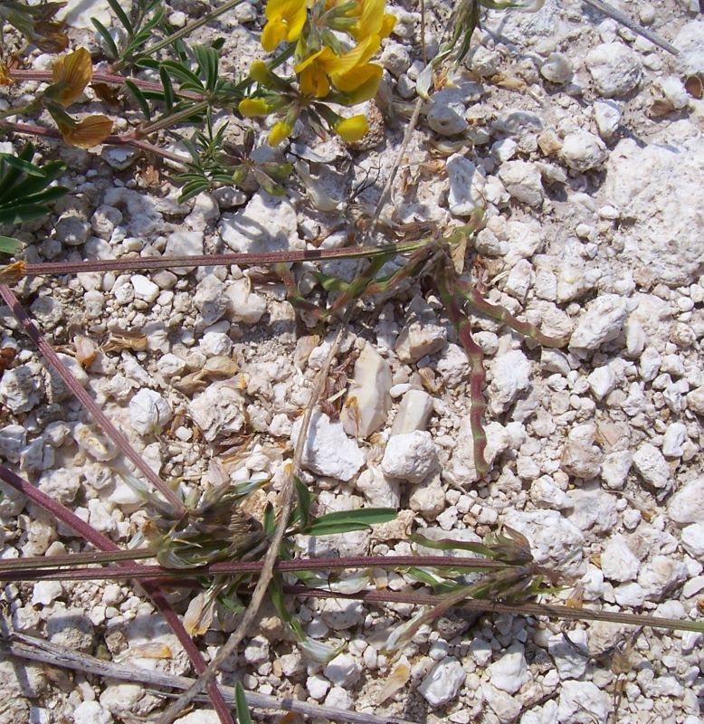 Imagem de Hippocrepis comosa L.