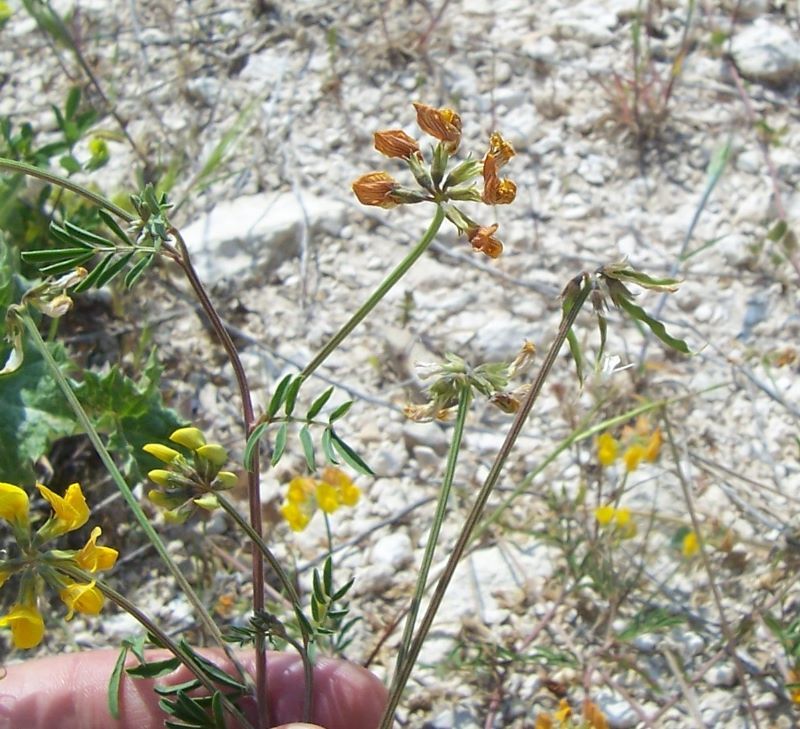 Imagem de Hippocrepis comosa L.