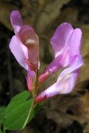 Image of American vetch