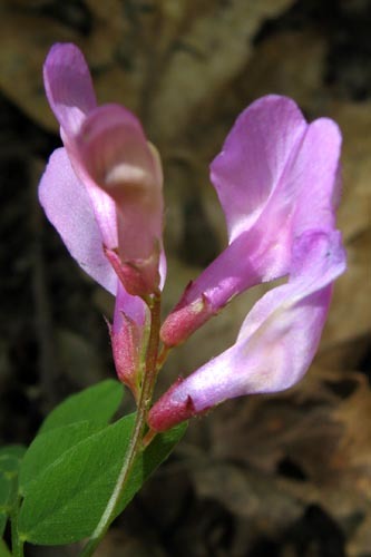 Image de Vicia americana Willd.