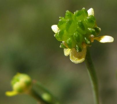 Image of low spearwort