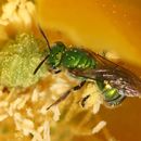 Agapostemon texanus Cresson 1872的圖片