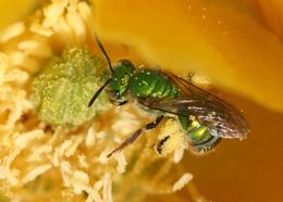 Image of Texas Agapostemon