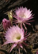 Echinopsis oxygona (Link) Zucc. ex Pfeiff. resmi