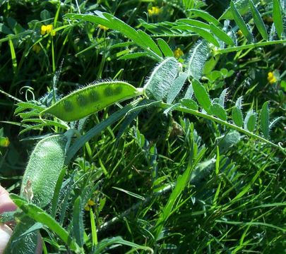 Image of smooth yellow vetch