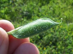 Image of smooth yellow vetch