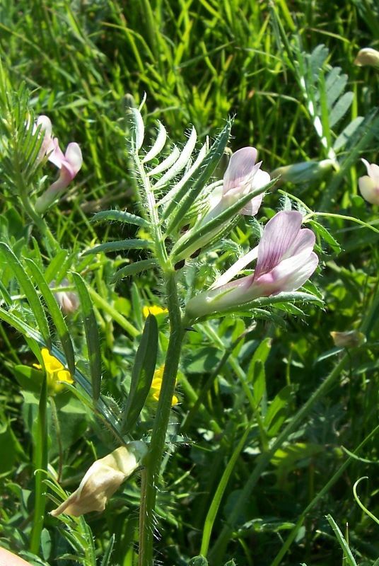 Image of smooth yellow vetch