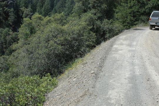 Image of serpentine tarweed