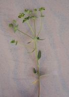 Image of Geraldton carnation weed