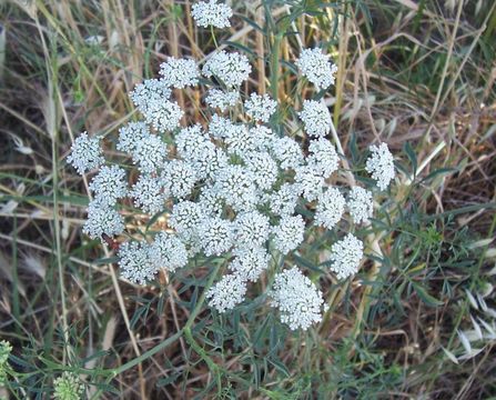 Imagem de Ammi majus L.