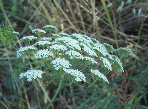 Imagem de Ammi majus L.