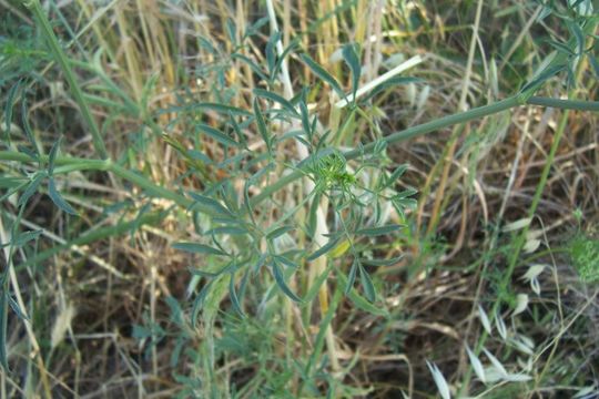 Imagem de Ammi majus L.