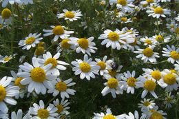 Anthemis arvensis L. resmi