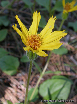 Arnica cernua Howell的圖片