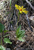 Image of serpentine arnica