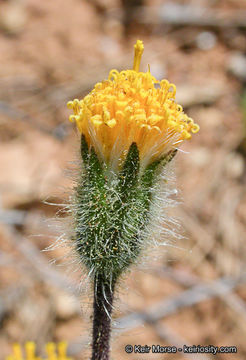 Image of Klamath arnica