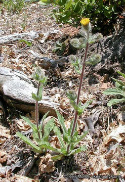 Image of Klamath arnica