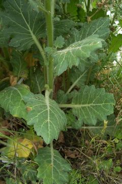 Image of white henbane