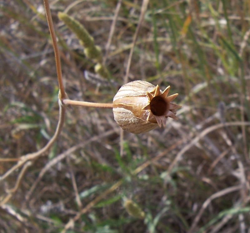 Plancia ëd Silene latifolia Poir.