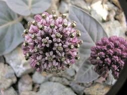 Sivun Asclepias solanoana Woods. kuva