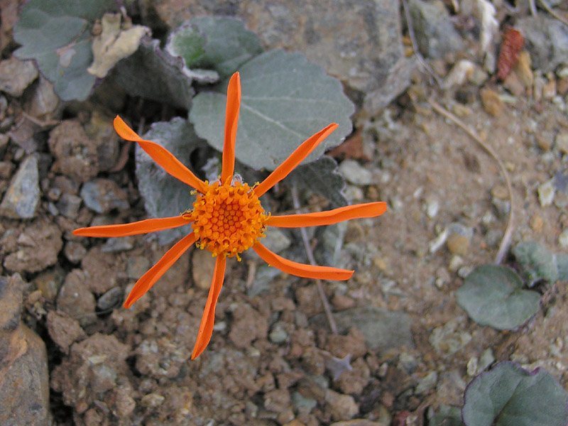 Image of flame ragwort