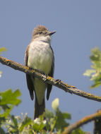 Image of Ash-throated Flycatcher