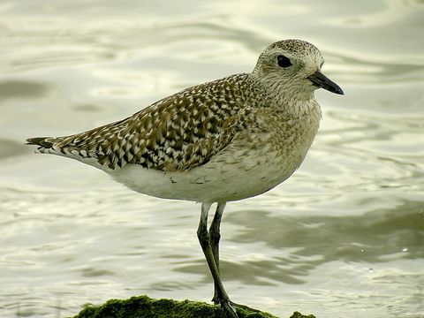 Image of Grey Plover