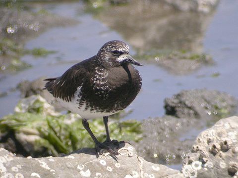 Image of Black Turnstone