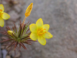 Image of bristly linanthus