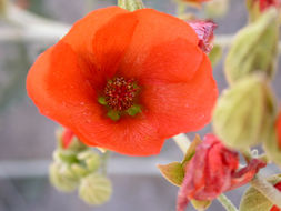 Image of desert globemallow