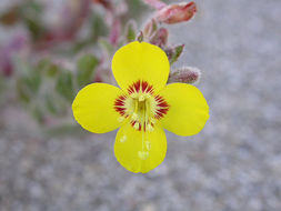 Eulobus californicus Nutt. resmi