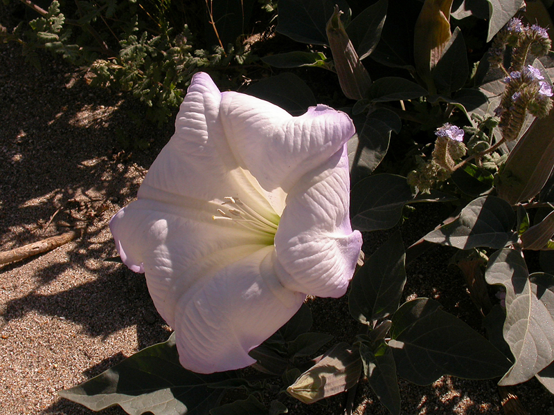 Imagem de Datura wrightii Hort. ex Regel