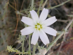 Image of New Mexico plumeseed